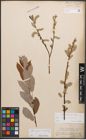 Foto von Salix caprea L. x Salix purpurea L.